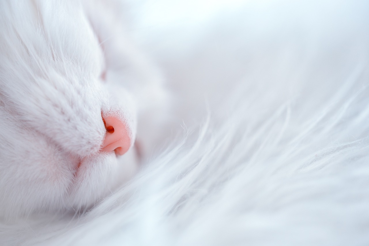 The Gentle Spirit of the Turkish Angora